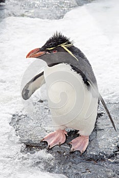 Rockhopper penguin