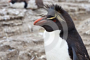 Rockhopper Penguin