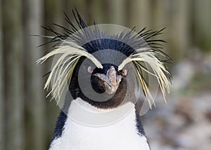 Rockhopper Penguin photo