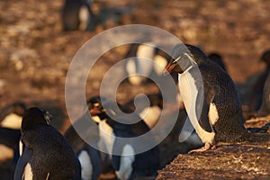 Rockhopper Penguin on Bleaker Island in the Falkland Islands