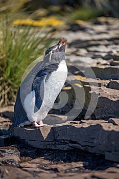 Rockhopper Penguin calling in colony.