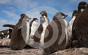 Rockhopper penguin chicks standing on rocks in a rookery