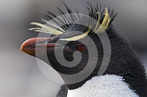 Rockhopper Penguin Close-up photo