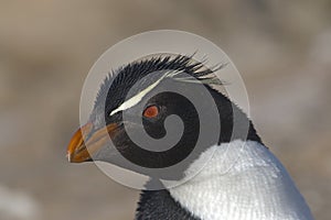 Rockhopper penguin (Eudyptes chrysocome) photo