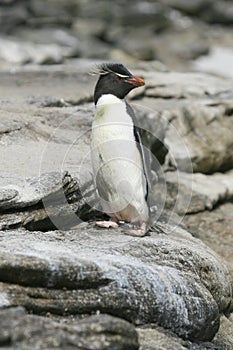 Rockhopper penguin (Eudyptes chrysocome) photo