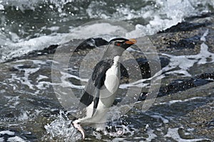 Rockhopper penguin (Eudyptes chrysocome) photo
