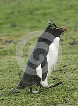 Rockhopper penguin (Eudyptes chrysocome) photo
