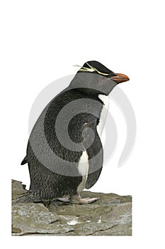 Rockhopper penguin, Eudyptes chrysocome