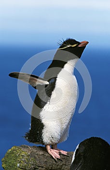 Rockhopper Penguin, eudyptes chrysocome, Adult standing on Rock with Open Wings, Antarctica