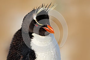 Rockhopper penguin, Eudyptes chrysocome, detail portrait of rare bird, in the rock nature habitat, black and white sea bird, Sea L
