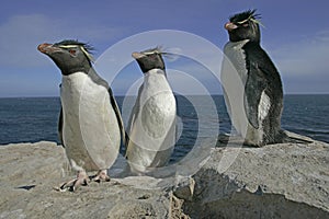 Rockhopper penguin, Eudyptes chrysocome photo