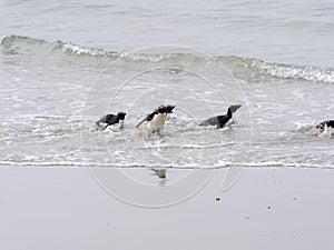 Rockhopper Penguin, Eudyptes chrysocome, island of Sounders, Falkland Islands-Malvinas