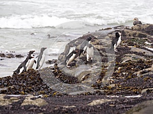 Rockhopper Penguin, Eudyptes chrysocome, island of Sounders, Falkland Islands-Malvinas