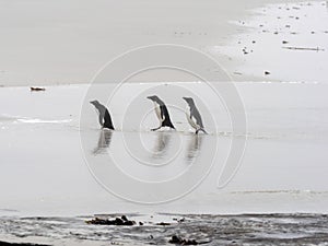 Rockhopper Penguin, Eudyptes chrysocome, island of Sounders, Falkland Islands-Malvinas