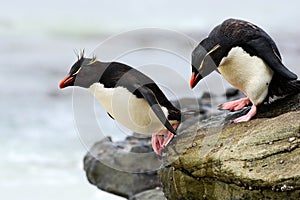 Rockhopper penguin, Eudyptes chrysocome, jumping in the sea, water with waves, birds in the rock nature habitat, black and white s photo