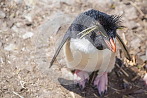 Rockhopper Penguin (Eudyptes chrysocome) looking up photo