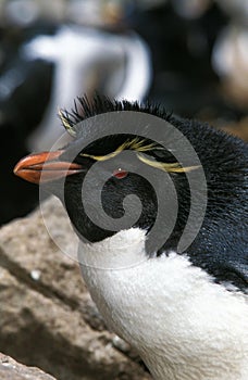 Rockhopper Penguin, eudyptes chrysocome, Portrait of Adult, Antarctica