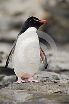 Rockhopper penguin, Eudyptes chrysocome, in the rock nature habitat. Black and white sea bird, Sea Lion Island, Falkland Islands. photo