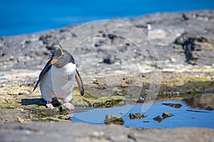 Rockhopper Penguin (Eudyptes chrysocome) by Rock Pool