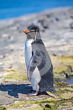 Rockhopper Penguin (Eudyptes chrysocome) on rocks. photo
