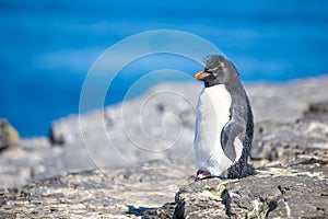 Rockhopper Penguin (Eudyptes chrysocome) on rocks in colony photo