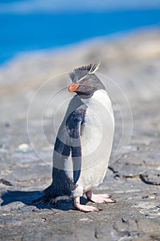 Rockhopper Penguin (Eudyptes chrysocome) on rocks by Ocean in c photo