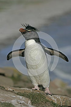 Rockhopper penguin, Eudyptes chrysocome photo
