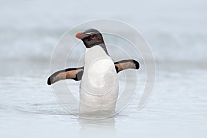 Rockhopper penguin, Eudyptes chrysocome, swimming in the sea wave, through the ocean with open wings, Falkland Island