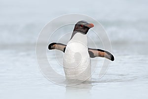 Rockhopper penguin, Eudyptes chrysocome, swimming in the sea wave, through the ocean with open wings, Falkland Island photo