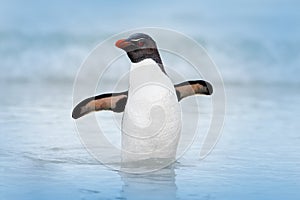 Rockhopper penguin, Eudyptes chrysocome, swimming in the water, flight above waves. Black and white sea bird, Sea Lion Island, Fa