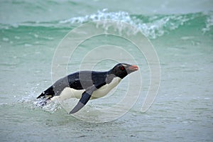 Rockhopper penguin, Eudyptes chrysocome, swinmin in the water, flight above waves, black and white sea bird, Sea Lion Island, Falk