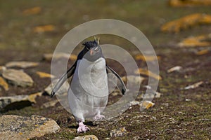 Rockhopper Penguin in the Falkland Islands