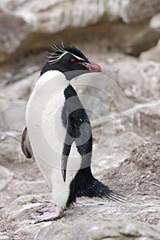 Rockhopper Penguin - Falkland Islands photo