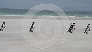 Rockhopper penguin in Falkland Islands