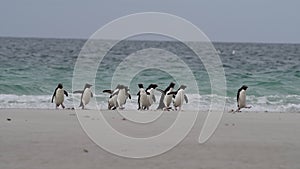 Rockhopper penguin in Falkland Islands