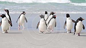 Rockhopper penguin in Falkland Islands