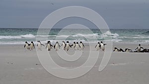 Rockhopper penguin in Falkland Islands