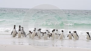 Rockhopper penguin in Falkland Islands