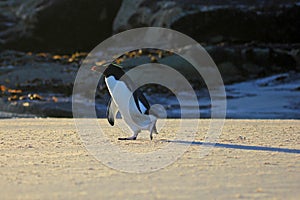 Rockhopper penguin, Falkland Islands