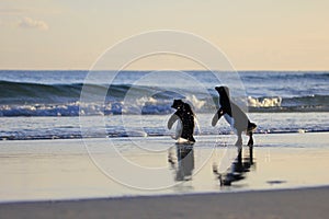 Rockhopper penguin, Falkland Islands