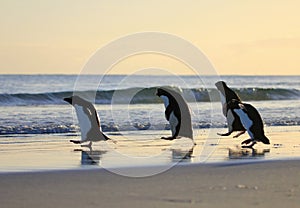 Rockhopper penguin, Falkland Islands