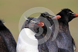 Rockhopper penguin, Falkland Islands