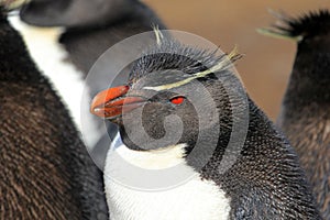 Rockhopper penguin, Falkland Islands