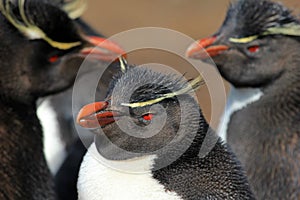 Rockhopper penguin, Falkland Islands