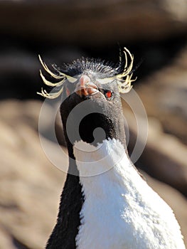 Rockhopper penguin, Falkland Islands