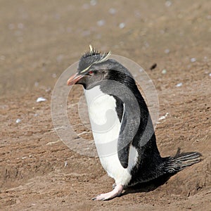 Rockhopper penguin, Falkland Islands