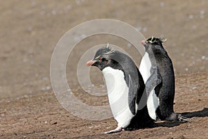 Rockhopper penguin, Falkland Islands