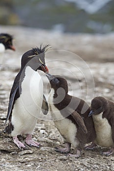 Rockhopper Penguin feeding a chick on Bleaker Island