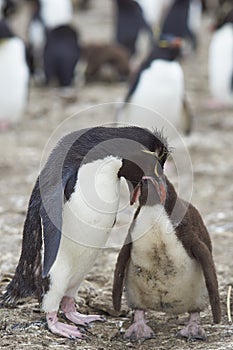Rockhopper Penguin feeding a chick on Bleaker Island
