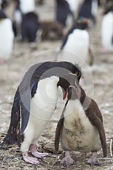 Rockhopper Penguin feeding a chick on Bleaker Island photo